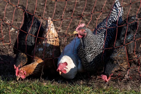 Free range chicken trying to reach the grass on the other side of the fence. One hen looking up
