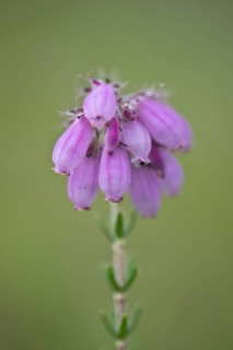 Cross-leaved heath