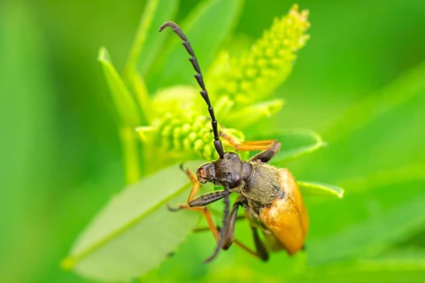 Red longhorn beetle