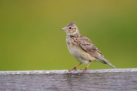 Eurasian skylark