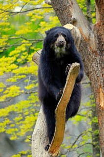Spectacled bear