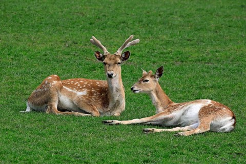 Mesopotamian fallow deer