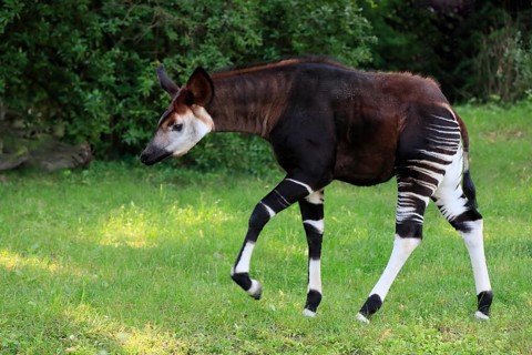 Okapi