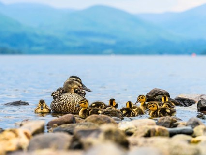 Mallard Duck