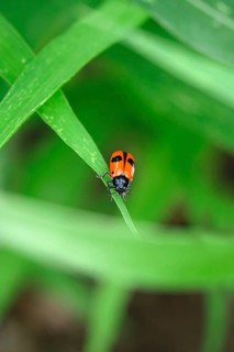 Ants- sac beetle