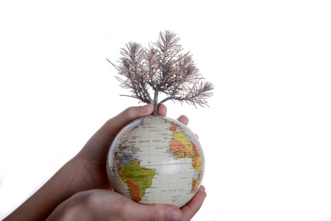 Hand holding a tree seedling on globe in hand on white background