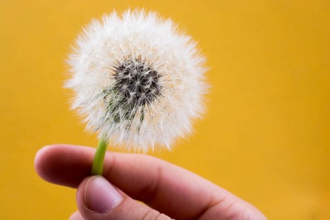 Hand holding White Dandelion flower on background