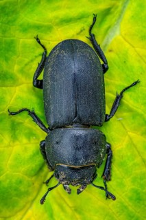 Lesser stag beetle