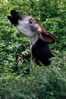 Okapi