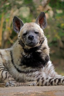 Striped hyena