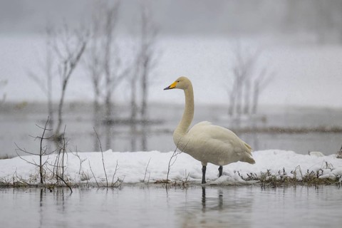 Whooper Swan