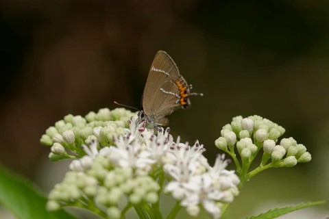 White-letter hairstreak