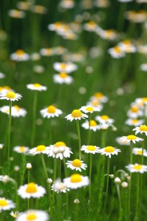 Roman chamomile