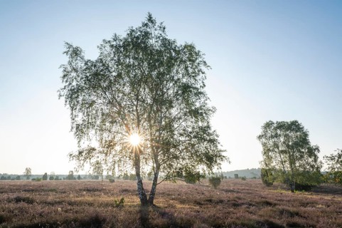 Birch