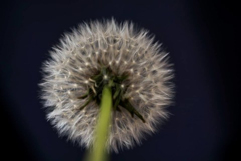 White Dandelion flower on black background