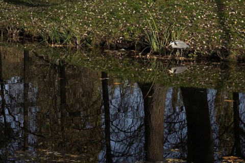 Grey heron