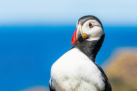 Portrait of Atlantic Puffin