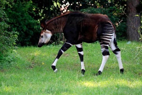 Okapi