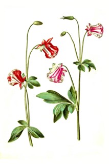 European columbine