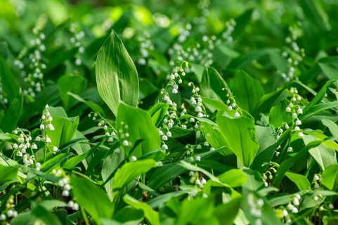 Lily of the valley