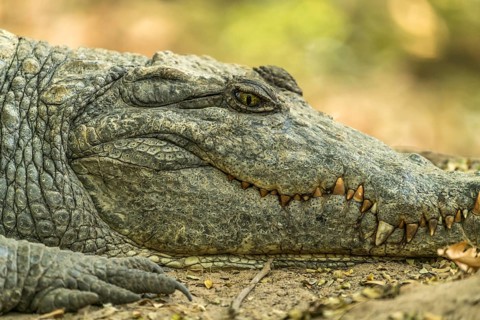 Nile crocodile in the sacred crocodile pool of Kachikally