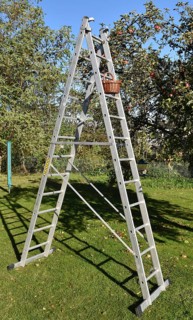 Apple tree