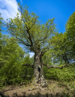Chimney oak tree