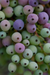 Mahonia