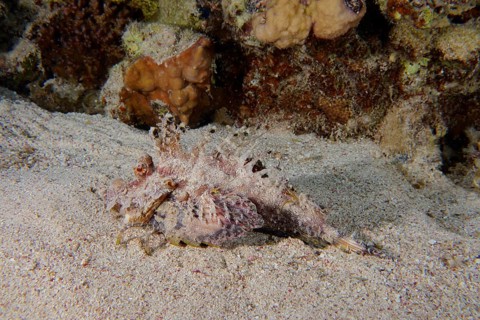 Red Sea Walkman