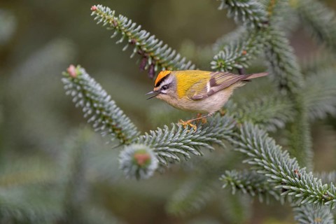 Summer Goldcrest