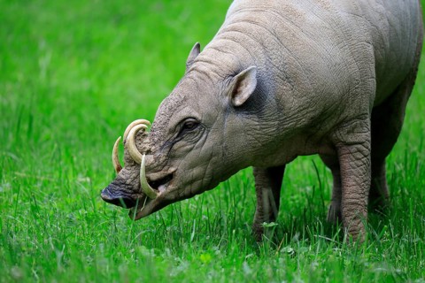 North sulawesi babirusa