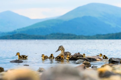 Mallard Duck