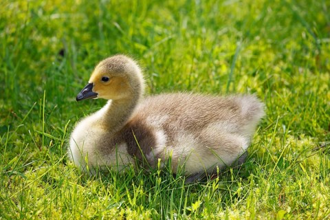 Canada goose