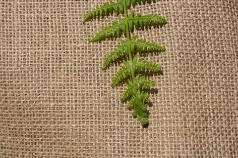 Green leaves placed on linen canvas