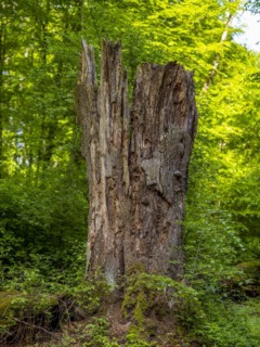 Dead old tree trunk in the Sababurg primeval forest