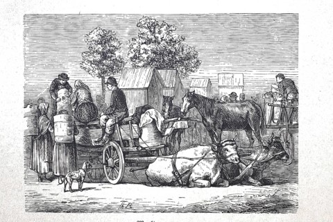 Market wagon with cows as draught animals