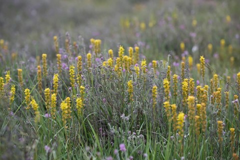Bog asphodel