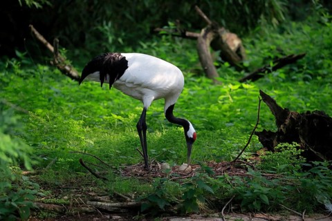 Red-crowned crane