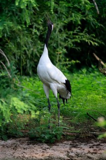 Red-crowned crane