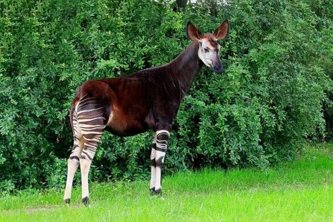 Okapi