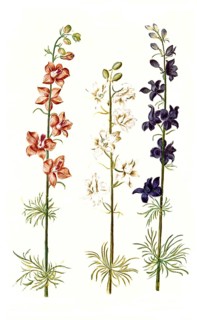 Garden delphinium