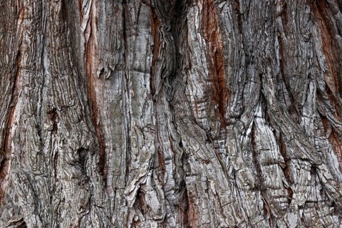 Giant sequoia