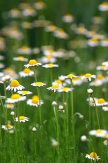 Roman chamomile