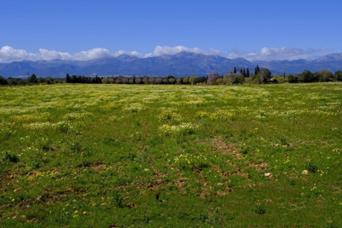 Flowering fields