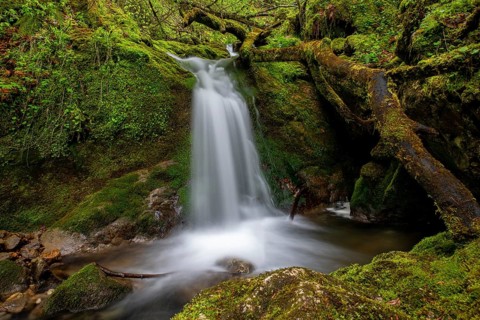 Waterfall in the UNESCO World Heritage Beech Forest in the Limestone Alps National Park