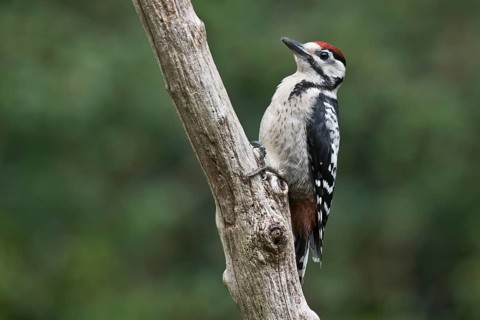 Middle Spotted Woodpecker