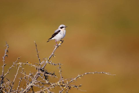Northern wheatear