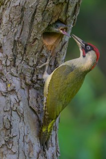 European green woodpecker