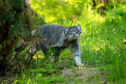 Manul