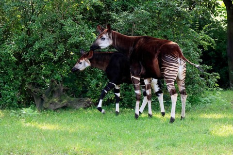 Okapi